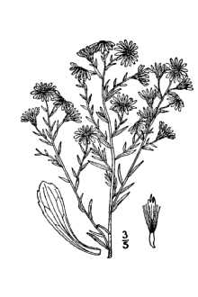 <i>Symphyotrichum ericoides</i> (L.) G.L. Nesom var. prostratum (Kuntze) G.L. Nesom