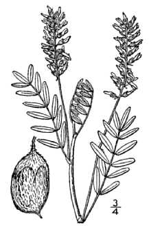 <i>Astragalus eucosmus</i> B.L. Rob. var. facinorum Fernald