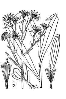<i>Aster polyphyllus</i> Willd., non Moench