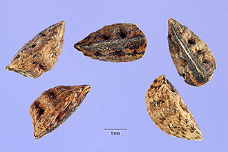 <i>Asphodelus tenuifolius</i> Cav.