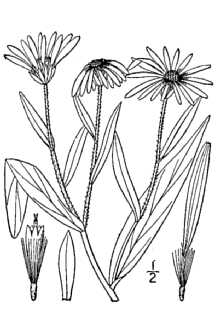 <i>Aster foliaceus</i> Lindl. ex DC. var. sublinearis D.C. Eaton & Grisc.