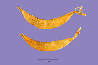 <i>Astragalus frigidus</i> (L.) A. Gray