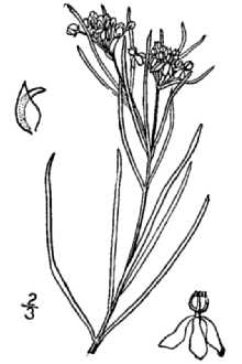 <i>Asclepias galioides</i> auct. non Kunth