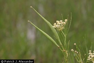 <i>Asclepias galioides</i> auct. non Kunth