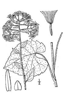 <i>Eurybia glomerata</i> Bernh. ex Nees