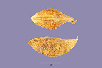 <i>Astragalus ventosus</i> Suksd. ex Rydb.