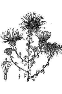 <i>Lasallea grandiflora</i> (L.) Semple & L. Brouillet