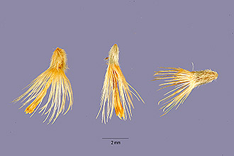 <i>Machaeranthera gymnocephala</i> auct. non (DC.) Shinners