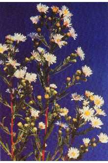 White Panicle Aster