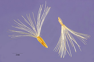 <i>Symphyotrichum hesperium</i> (A. Gray) Á. Löve & D. Löve