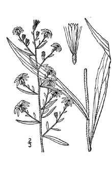 <i>Solidago lateriflora</i> L.