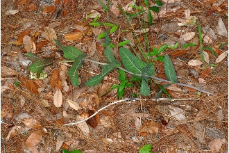Pinewoods Milkweed
