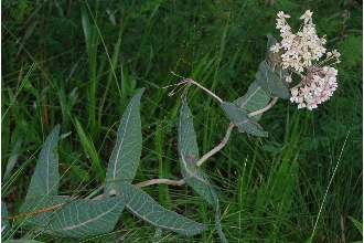 Pinewoods Milkweed