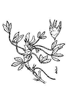 <i>Orophaca hyalina</i> (M.E. Jones) Isely