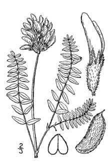 <i>Astragalus danicus</i> Retz. var. dasyglottis (Fisch. ex DC.) B. Boivin