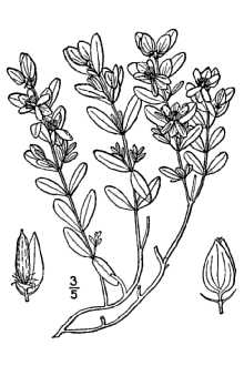 <i>Ascyrum hypericoides</i> L. var. oblongifolium (Spach) Fernald