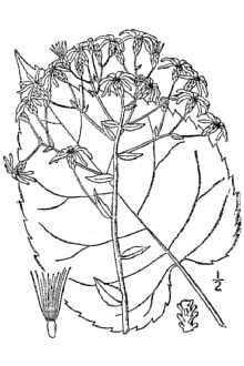 <i>Aster macrophyllus</i> L. var. ianthinus (Burgess) Fernald