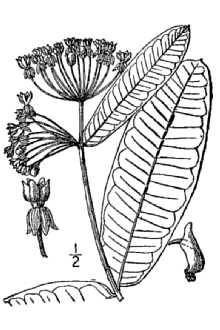 <i>Asclepias syriaca</i> L. var. kansana (Vail) Palmer & Steyerm.