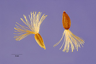 <i>Doellingeria humilis</i> (Willd.) Britton