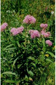 Swamp Milkweed