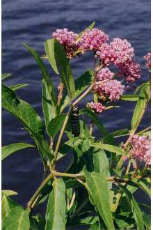 Swamp Milkweed