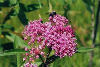 Swamp Milkweed