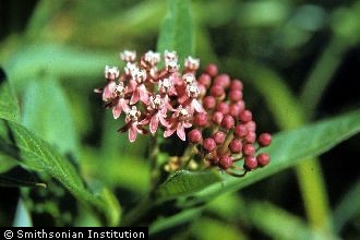 Swamp Milkweed