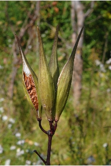 Swamp Milkweed