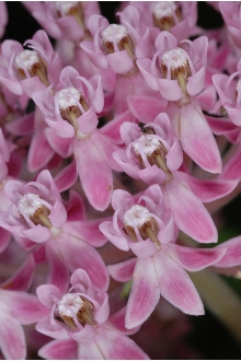 Swamp Milkweed