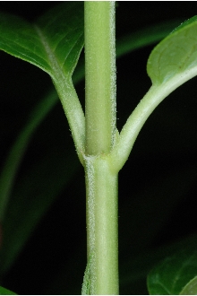 Swamp Milkweed