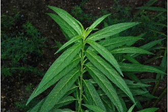 Swamp Milkweed