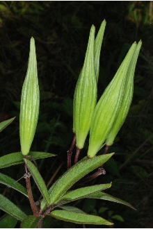 Swamp Milkweed