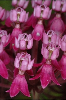 Swamp Milkweed