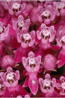 Swamp Milkweed