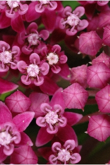 Swamp Milkweed