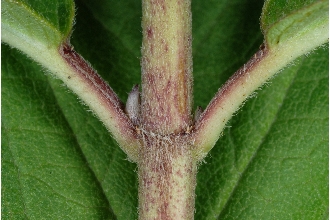 Swamp Milkweed