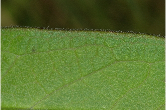 Swamp Milkweed