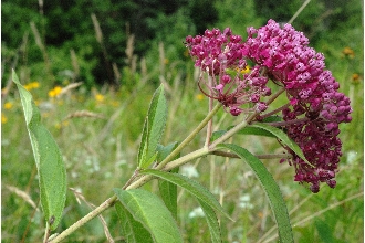 Swamp Milkweed