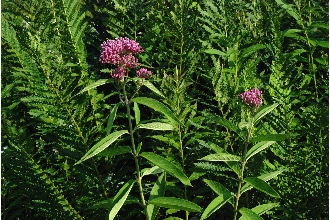 Swamp Milkweed