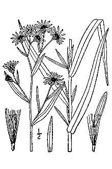 <i>Aster salicifolius</i> sensu Willd., non Lam. nec Aiton