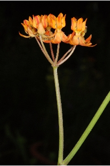 <i>Asclepias lanceolata</i> Walter var. paupercula (Michx.) Fernald