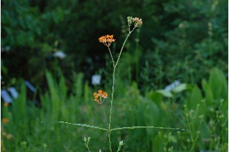 Fewflower Milkweed