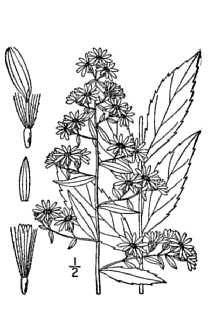 <i>Symphyotrichum lateriflorum</i> (L.) Á. Löve & D. Löve var. hirsuticaule (Lindl. ex DC.) G.L. Ne