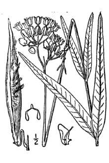 <i>Asclepias lanceolata</i> Walter var. paupercula (Michx.) Fernald