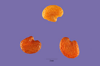 <i>Astragalus trichopodus</i> (Nutt.) A. Gray ssp. leucopsis (Torr. & A. Gray) Thorne