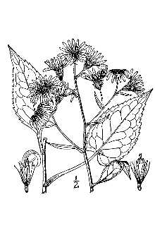 <i>Aster foliaceus</i> Lindl. ex DC. var. subgeminatus Fernald