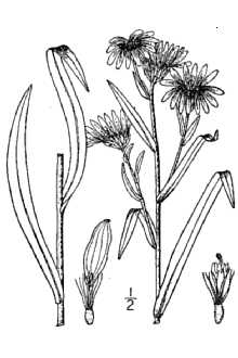 <i>Aster salicifolius</i> sensu Willd., non Lam. nec Aiton