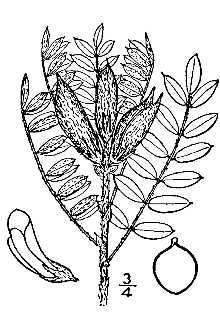 <i>Astragalus lotiflorus</i> Hook. var. nebraskensis Bates