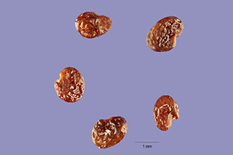 <i>Astragalus reverchonii</i> A. Gray