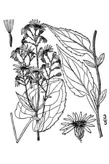 <i>Aster cordifolius</i> L. ssp. laevigatus (Porter) A.G. Jones